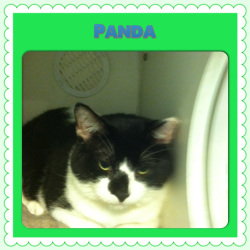 Declawed Cats for Adoption/NY Area