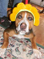 Dolly-sb.jpg