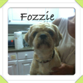 fozzie-sb.jpg