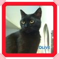 olive-z.jpg