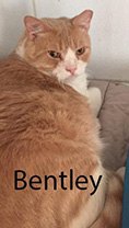 bentley.jpg