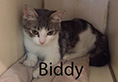 biddy.jpg