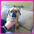 brock-small-photo.jpg