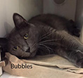 bubbles.jpg