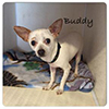 buddy-chihuahua-small.jpg