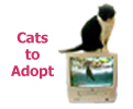 Cats To Adopt