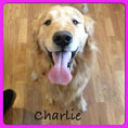 charlie-small.jpg