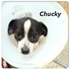 chuckie-chi-small.jpg