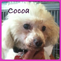 cocoa-sb.jpg