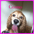 cosmo-small.jpg