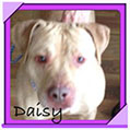 daisy-032513-sb.jpg