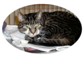 declawed-cats-sb.jpg