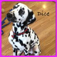 dice-small.jpg