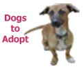 Dogs To Adopt