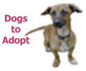 Dogs to Adopt