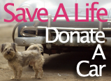Donate a Car to Help Rescued Animals
