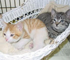 kittens-sb.jpg