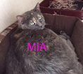 mia.jpg