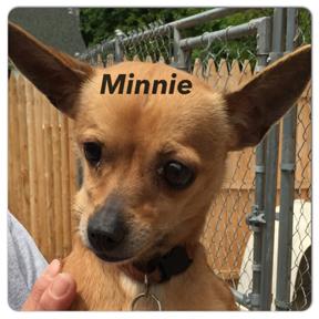 minnie-chihuahua.jpg