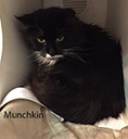 munchkin.jpg