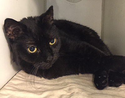 olive-black-cat.jpg