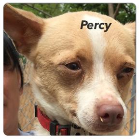 percy.jpg