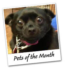 Pets of the Month