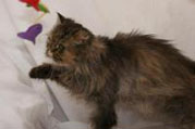 senior-adoption-pr-sb.jpg