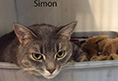 simon.jpg