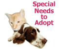 Special Needs To Adopt